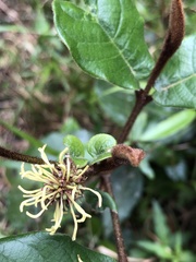 Trichocladus crinitus