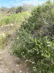 Bahiopsis microphylla