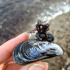 Mytilus edulis
