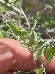 Bahiopsis microphylla