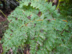 Dryopteris campyloptera