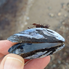 Mytilus edulis