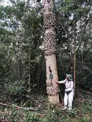 Olea capensis macrocarpa
