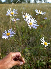 Aster biennis