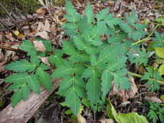 Angelica triquinata