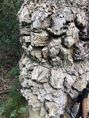 Olea capensis macrocarpa
