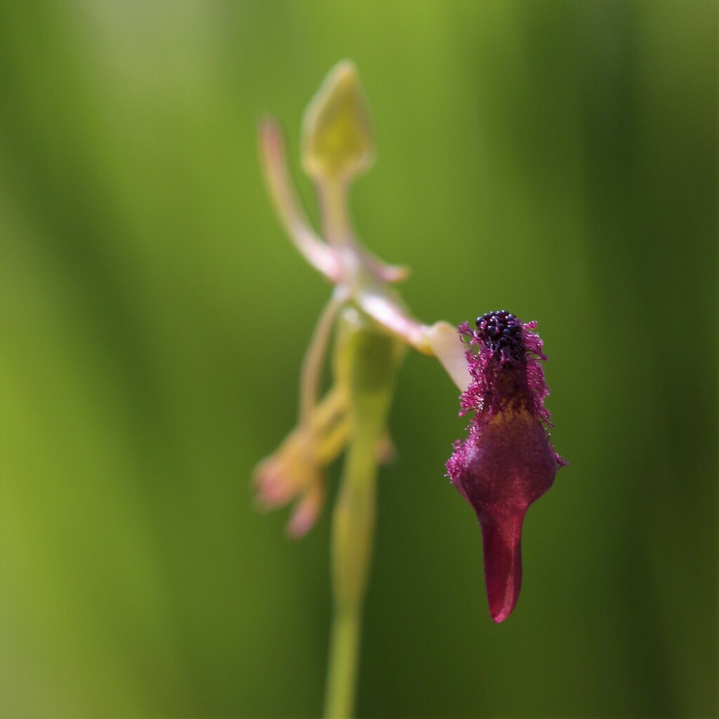 Drakaea elastica