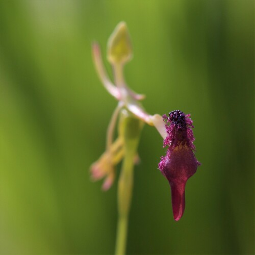 Image of Drakaea elastica by (c) Hugo Innes, some rights reserved (CC BY)