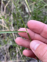 Pappophorum bicolor