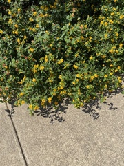 Lantana depressa