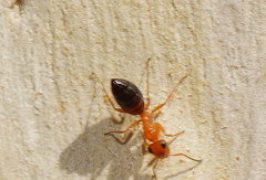 Opisthopsis