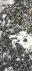 Pheidole obscurithorax