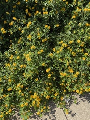 Lantana depressa