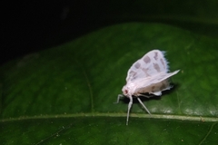 Cixiidae