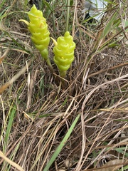 Zingiber sadakornii