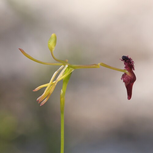 Drakaea