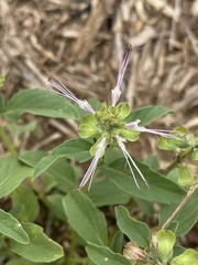 Ocimum filamentosum