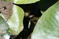 Nerodia fasciata confluens