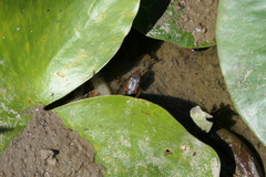 Nerodia fasciata confluens