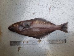 Reinhardtius hippoglossoides