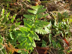 Dryopteris cristata
