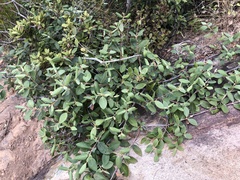 Rhodomyrtus tomentosa