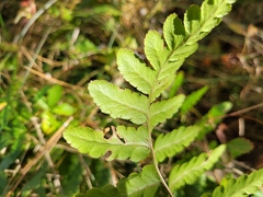 Dryopteris cristata