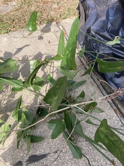 Smilax auriculata