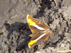 Doxocopa laure laure