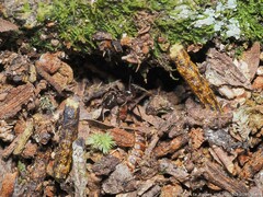 Odontomachus haematodus