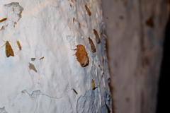 Phyllodesma tremulifolia