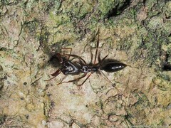 Odontomachus haematodus