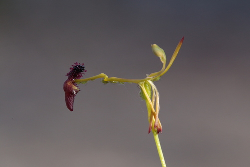 Image of Drakaea elastica by (c) Hugo Innes, some rights reserved (CC BY)