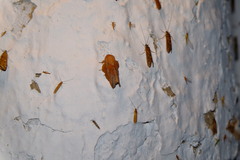 Phyllodesma tremulifolia