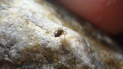 Didectoprocnemis cirtensis