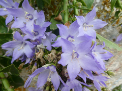 Campanula versicolor tenorei