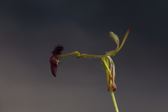 Drakaea elastica