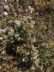 Eurybia radulina