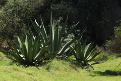 Agave