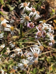 Eurybia radulina