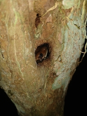 Trachycephalus vermiculatus