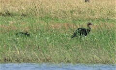 Plectropterus gambensis