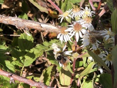 Eurybia radulina