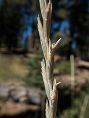 Elymus