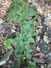 Rubus occidentalis