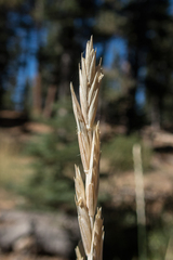Elymus