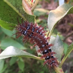 Ormiscodes cinnamomea