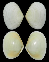 Tellinidae