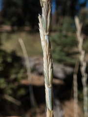 Elymus