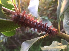 Ormiscodes cinnamomea